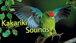 Kakariki Sounds [upl. by Alegnad]