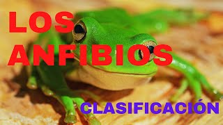 CLASIFICACIÓN DE LOS ANFIBIOS Y SUS CARACTERÍSTICAS [upl. by Beauvais623]