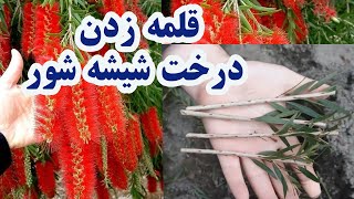 قلمه زدن و تکثیر شیشه شور Callistemon citrinus [upl. by Haela917]