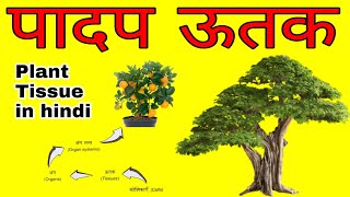 पादप ऊतक  Plant tissue in Hindi  Plant tissues Class 9 tutorial  संयंत्र के ऊतक  NCERT Base [upl. by Adnilre]