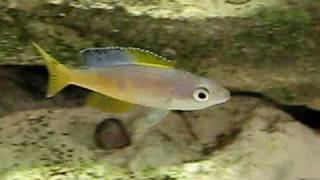 Cyprichromis leptosoma speckleback Moba [upl. by Ardin704]