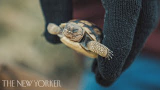 Saving Desert Tortoises from Extinction  EcoHack  The New Yorker Documentary [upl. by Greyso756]