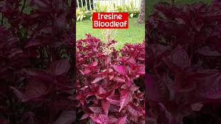 Ornamental Plants ideas  Iresine Bloodleaf [upl. by Nerty2]