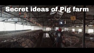 Biggest Pig Farm in Nepal [upl. by Riordan510]