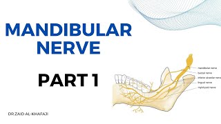 شرح Mandibular Nerve الجزء الاول  محاضرة جامعة بغداد [upl. by Airrat]