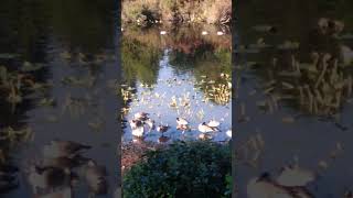 A large gaggle of geese nature naturelake lakebeauty geese [upl. by Ecnerol]