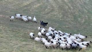 Herding Australian Shepherd Chaplin amp Flame  Schafe hüten 2 [upl. by Boswell407]