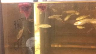 Threespined sticklebacks eating bloodworms [upl. by Hiroko137]