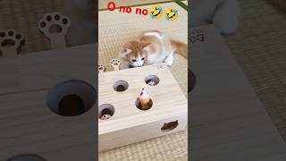 Funny cat videos comedy 😂😂 [upl. by Crabb]