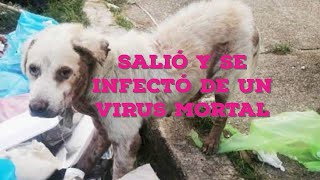 Un Cachorro Salió al Parque y se Infectó de un Virus Mortal [upl. by Dusty]