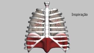 Pressão Intrapleural [upl. by Avir]