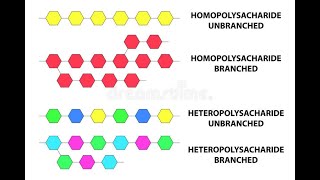 Polysaccharides Homopolysaccharides Heteropolysaccharides Storage molecules and starch [upl. by Anifesoj509]