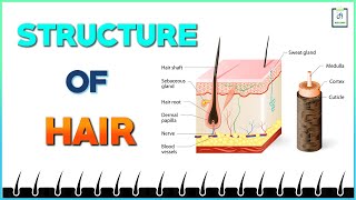 Structure of Hair [upl. by Eiramesor]