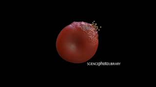 Animation of Malaria merozoites [upl. by Stichter237]