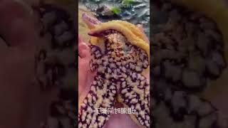 starfish shorts challenge howto lifehacks music dance prank shorts memes shortsfeed love [upl. by Adnohr]