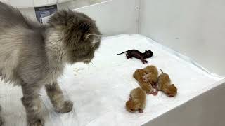 Mama cat abandoned her newborn kittens other cats rush to help [upl. by Namzaj]