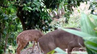 VENADOS EN JARDIN DE CASA QUINTAS DEL BOSQUE EL SALVADOR [upl. by Ynnattirb]