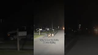 Trying To Break Up Florida Bob Cat Fight wildlife florida fl floridalife bobcat [upl. by Acireh430]