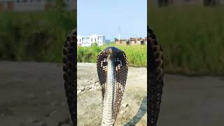 Black Cobra viral shortvideos youtubeshots spectacledcobra trending [upl. by Ramirol816]