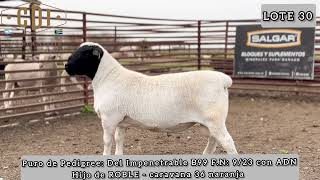 VENDIDO  MACHO PURO DE PEDIGREE CON AND [upl. by Namyaw]