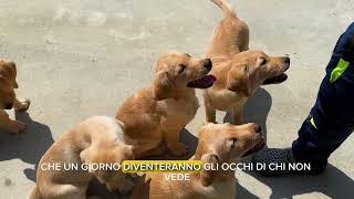 Torna la Raccolta Due occhi per chi non Vede a favore del Centro addestramento Cani Guida Lions [upl. by Franky620]