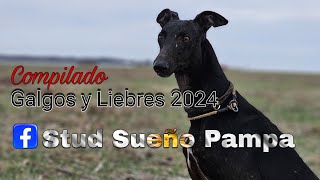 galgos y liebres 2024 compilado [upl. by Quent]