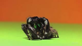 Regal jumping spiders mating [upl. by Eitak]