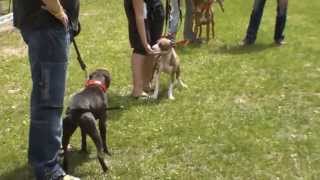 American Pit Bull Terrier  show 2012 [upl. by Eaton]