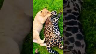 lion vs jaguar fighting jaguar lion animals [upl. by Nilatak83]