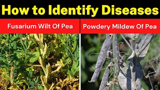 How to Identify diseases in Pea  Symptoms and Management  Krishi Network [upl. by Brice345]