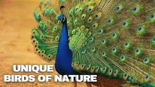 Extraordinary Birds 10 Facts About The Magnificent Nature Of Peacocks [upl. by Tuesday]