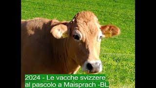 2024  Le vacche svizzere al pascolo a Maisprach  BL [upl. by Onin]