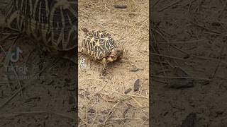 Indian star tortoise or radiated tortoise Comment below wildlife love viralvideo vlog [upl. by Kris]