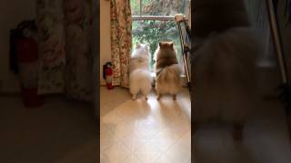 The tiny Pomeranian dog barks loudly and playfully outside [upl. by Engvall56]