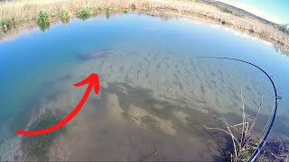 Insane Sight Fishing for Monster Sturgeon in a Shallow Creek [upl. by Assirem]