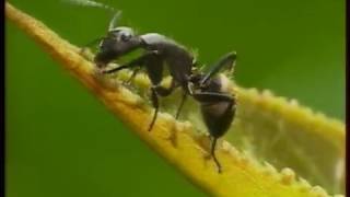 Les Secrets De La Jungle dAfrique  Les Fourmis  Documentaire [upl. by Nosirb793]