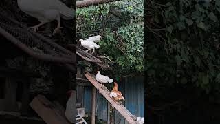 Galline al Tramonto  Gallinas al Atardecer  Chickens at sunset [upl. by Langsdon609]