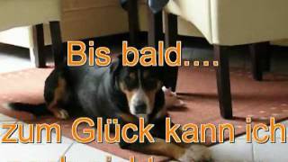 Hundetricks Tricksammlung Entlebucher Sennenhund Lucy Tricks Haushaltshilfe Hundetraining [upl. by Onin]