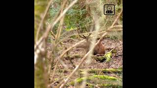 Extrait Cerf Chasse aux sangliers en Sologne part 2 CARRE [upl. by Hardigg]