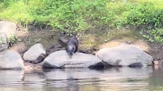 River Otter Diving in River [upl. by Astto]