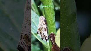 leafhopper insect nature bush [upl. by Anahoj]