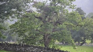 Robert Frost  Mending Wall [upl. by Wiltshire]