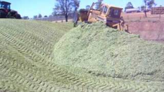 sorgum silage at the pit [upl. by Warring414]