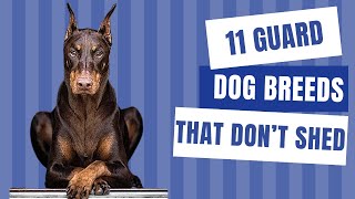 11 Guard Dog Breeds That Don’t Shed  Dog show [upl. by Ekalb]