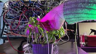 Five Minutes Of Basil Playing Eurorack Modular Synth this one SLAPS Watch this plant music video [upl. by Nihhi]