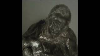 Koko the Gorilla Delivers Powerful Last Message to Humans Before Passing Away 19712018 [upl. by Colene]