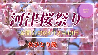 2024年2月13日満開の宣言の1日前に、河津桜祭りに旅行。ひとり旅と思っていたら相席のご夫婦と楽しいランチ。河津桜祭り、いちご狩り、足湯、峰温泉大噴湯公園、どんぶり屋、伊豆観光，グルメまで [upl. by Tserof789]