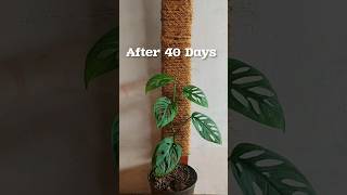 Watch My Monstera Epipremnoides Thrive in Its New Planter with support stick 40 Days of Growth [upl. by Schreibe]