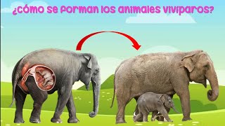 ¿Cómo nacen los animales animales ovíparos y vivíparos para niños [upl. by Drawyah551]