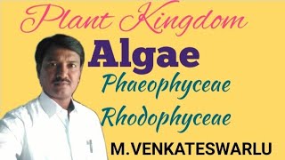 Algae  Phaeophyceae  Rhodophyceae  Biology  NEET [upl. by Enyr]